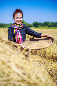 农夫妇女脱粒米在领域
