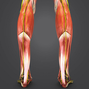 人体腿部肌肉的多彩医学例证