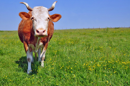 草原牛羊群图片-草原牛羊群素材-草原牛羊群插画-摄图新视界