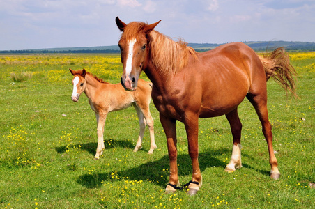 夏季牧场上的一匹母马与马驹照片