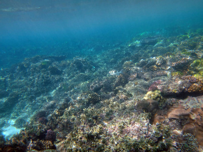 海洋生物香槟湾, 埃斯皮里图, 瓦努阿图