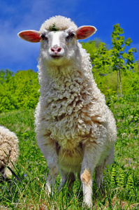 羊的乡村景观