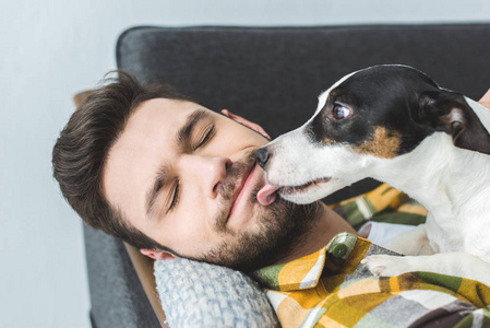 杰克罗素猎犬狗舔人的面孔用闭合的眼睛