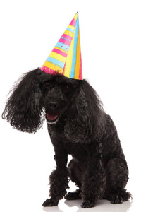 快乐的黑狮子狗戴着派对帽