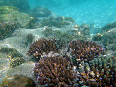 海洋生物香槟湾, 埃斯皮里图, 瓦努阿图