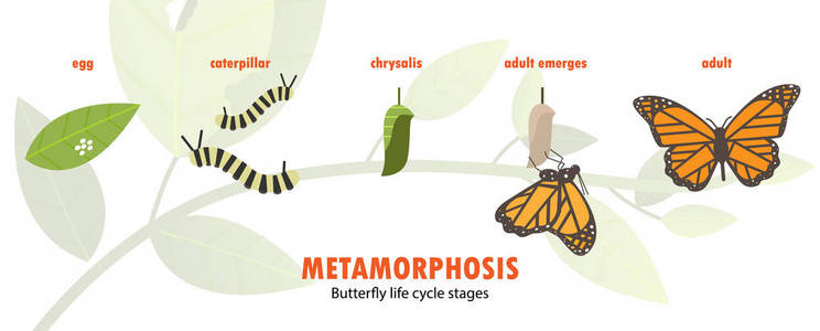 蝴蝶生命周期变形图片