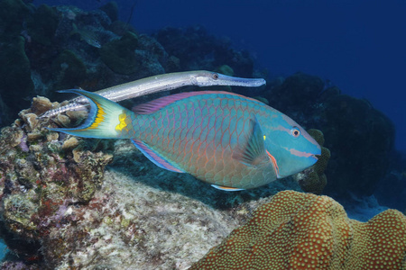 Trumpetfish 隐藏红灯鹦嘴鱼博内尔