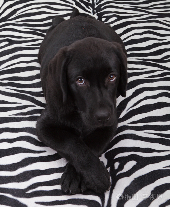 黑色拉布拉多retriver小狗