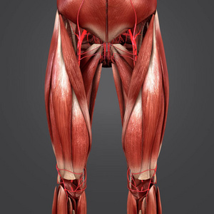 人体臀部和大腿肌肉的彩色医学插图