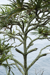 lahala 树在毛伊岛
