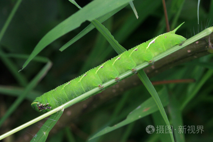 豆convolvuli幼虫