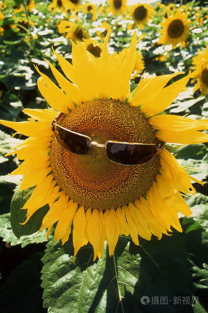 金葵花
