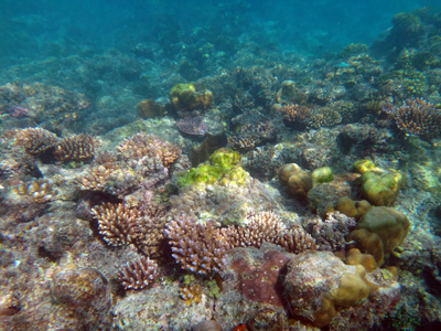 海洋生物香槟湾, 埃斯皮里图, 瓦努阿图