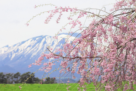 mt.iwate 和樱桃花