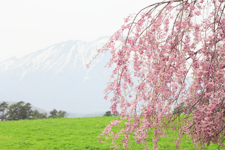 mt.iwate 和樱桃花