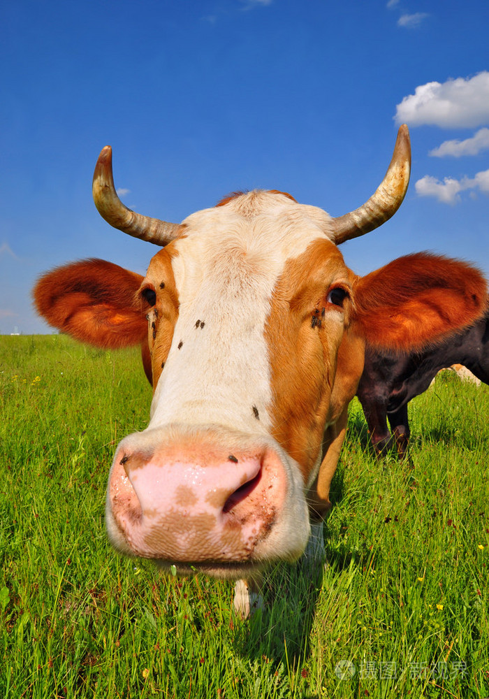 夏季牧场上牛照片-正版商用图片0425dh-摄图新视界