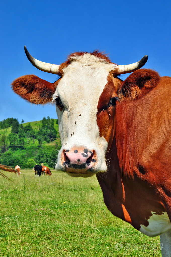 夏季牧场上牛