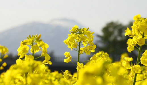 油菜田 双低油菜作物和 mt.iwate