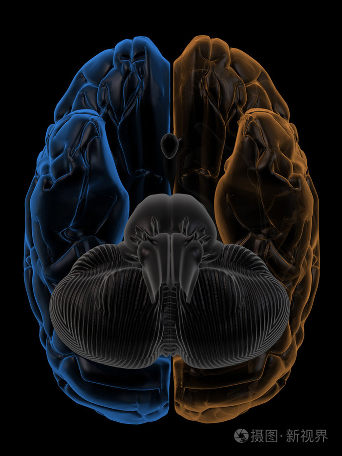 半球的大脑底部查看