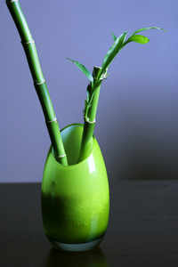 绿色玻璃花瓶里的幸运竹图片