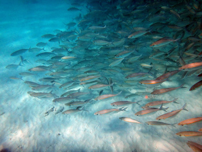 海洋生物香槟湾, 埃斯皮里图, 瓦努阿图