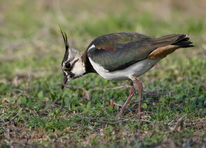 北田凫 Vanellus Vanellus 站在地面上, 长的蠕虫在嘴上模糊的绿色背景。特写和 colorfull 照片