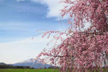 mt.iwate 和樱桃花