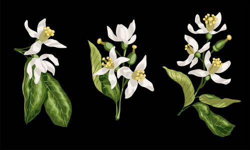 柑橘花图片 柑橘花素材 柑橘花插画 摄图新视界 柑橘花图片 柑橘花素材 柑橘花插画 摄图新视界