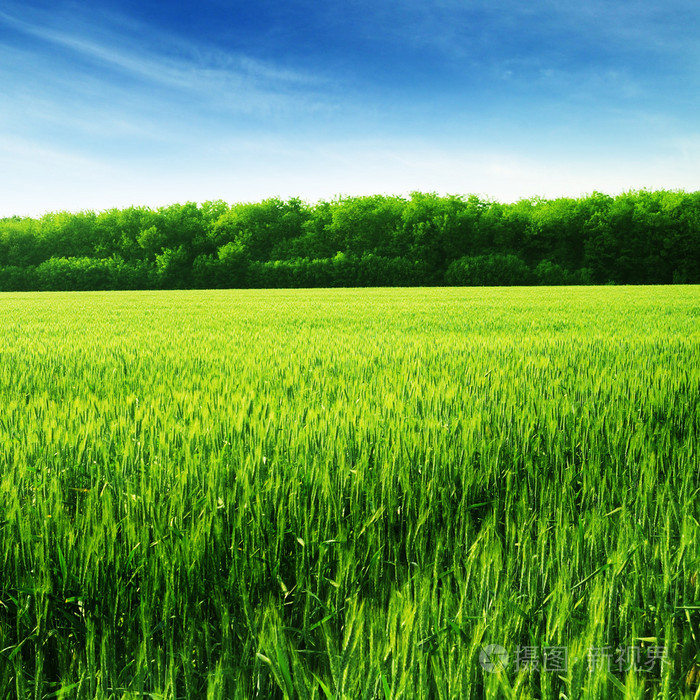麦田和蓝蓝的天空