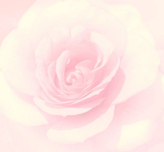 柔和聚焦淡粉色玫瑰背景。弥散模糊玫瑰善待