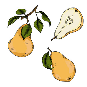 梨插画图片
