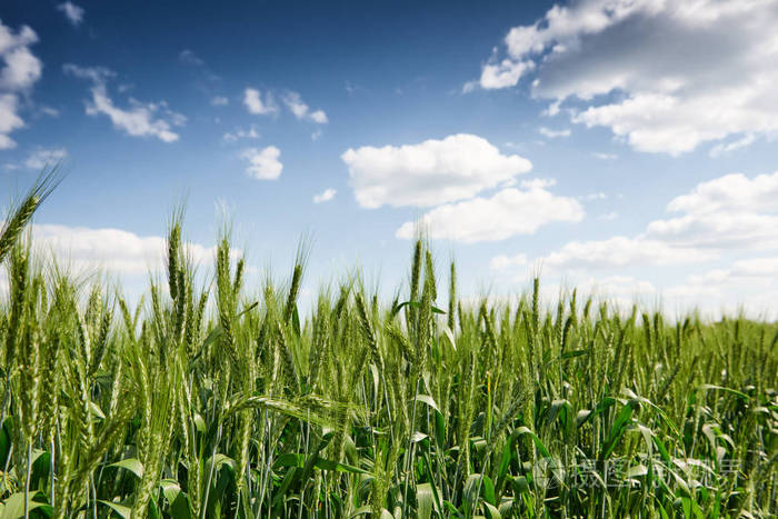 春天的麦田美丽的风景绿草蓝天白云