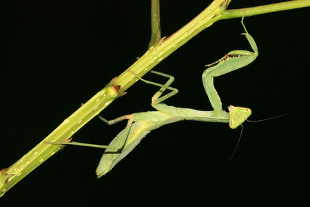 自然天敌螳螂照片