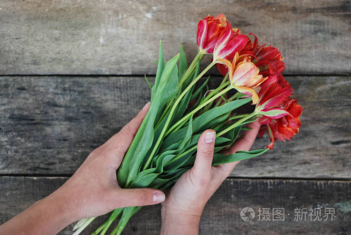 手与春天红色郁金香的花束在土气木背景