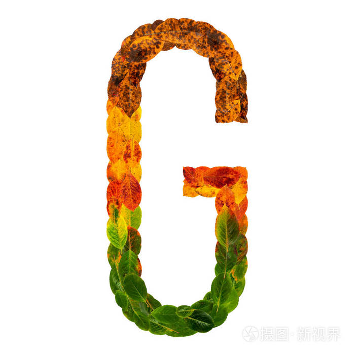 秋天叶子明亮的信件g自然多层生活叶子被隔绝在白色背景字母字体的