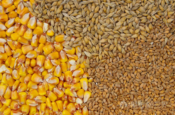 谷物小麦大麦和玉米