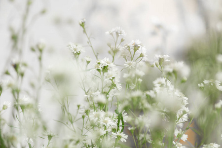 白色的花朵, 模糊的花背景