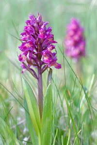 紫桑布西那兰拉丁名dactylorhiza Latifolia