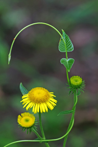 野生植物