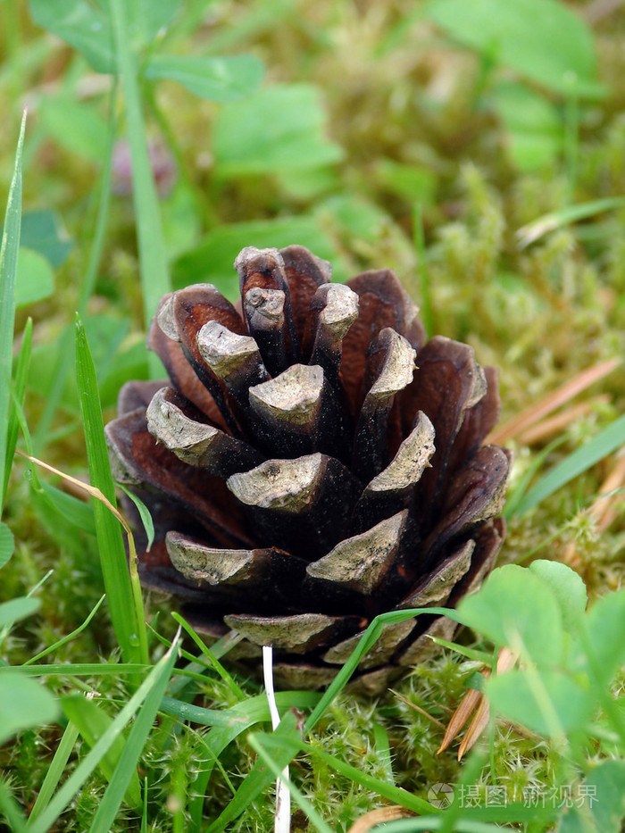 jpg大 1944*2592px无水印下载免费10次/天下载小样发票合同问题/举报