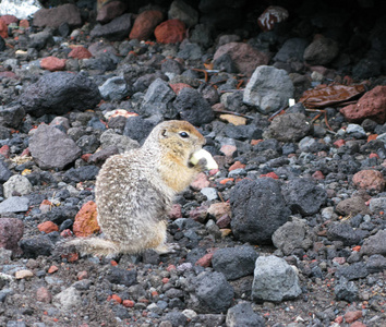 站在地面上，堪察加半岛，俄罗斯 gopher