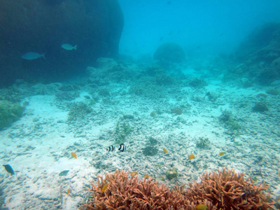 海洋生物香槟湾, 埃斯皮里图, 瓦努阿图