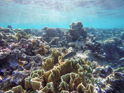 埃及沙姆沙伊赫潜水期间的大量鱼类和珊瑚