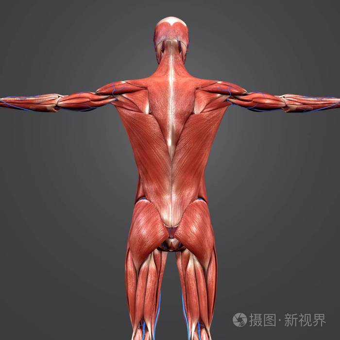 人体肌肉解剖与静脉的彩色医学例证