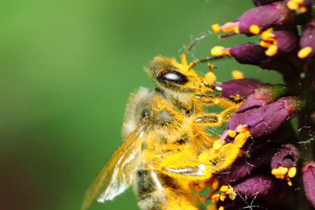 在黄色花粉的蜜蜂。macroshooting
