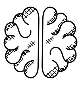 人类大脑的左, 右半球照片