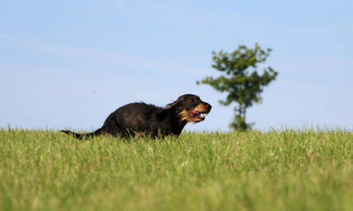 小丝毛 dachshound 在公园里奔跑