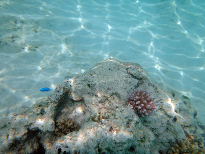 海洋生物香槟湾, 埃斯皮里图, 瓦努阿图