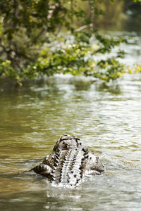 淡水鳄鱼游泳在丛林河里