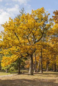 秋天美丽的黄色森林的形象